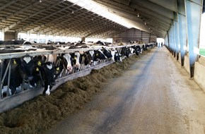 Square Brothers Animal Genetics