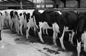 Square Brothers Animal Genetics