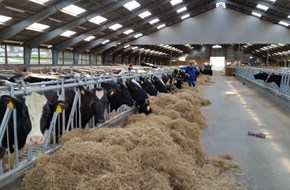 Square Brothers Animal Genetics