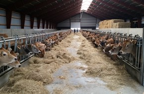 Square Brothers Animal Genetics
