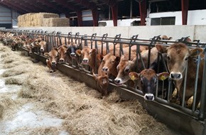 Square Brothers Animal Genetics