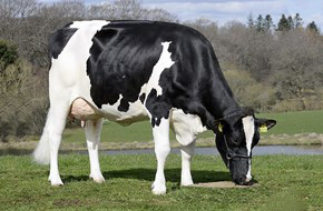 Square Brothers Animal Genetics