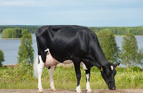 Square Brothers Animal Genetics