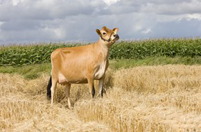 Square Brothers Animal Genetics