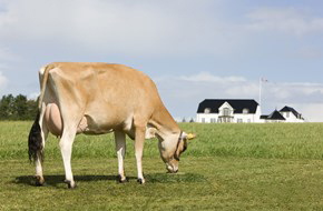 Square Brothers Animal Genetics