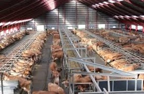 Square Brothers Animal Genetics