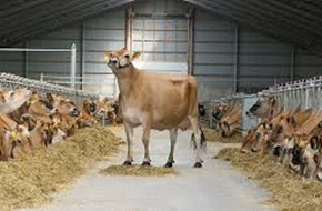 Square Brothers Animal Genetics