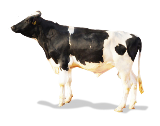 Holstein Bulls