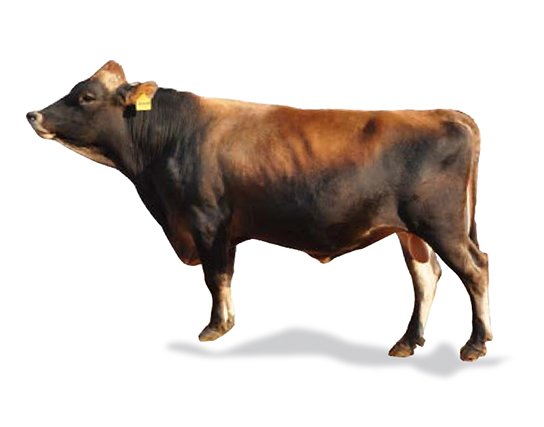 Jersey Bulls