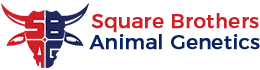 Square Brothers Animal Genetics - Imported Bulls Frozen Semen Doses
