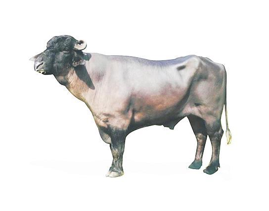 Murrah Buffalo
